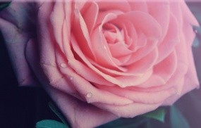 Обои Роза: Роза, Макро, Цветы