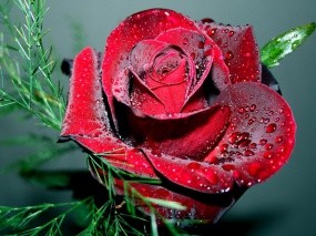 Обои Красная роза: Роза, Красный, Цветы