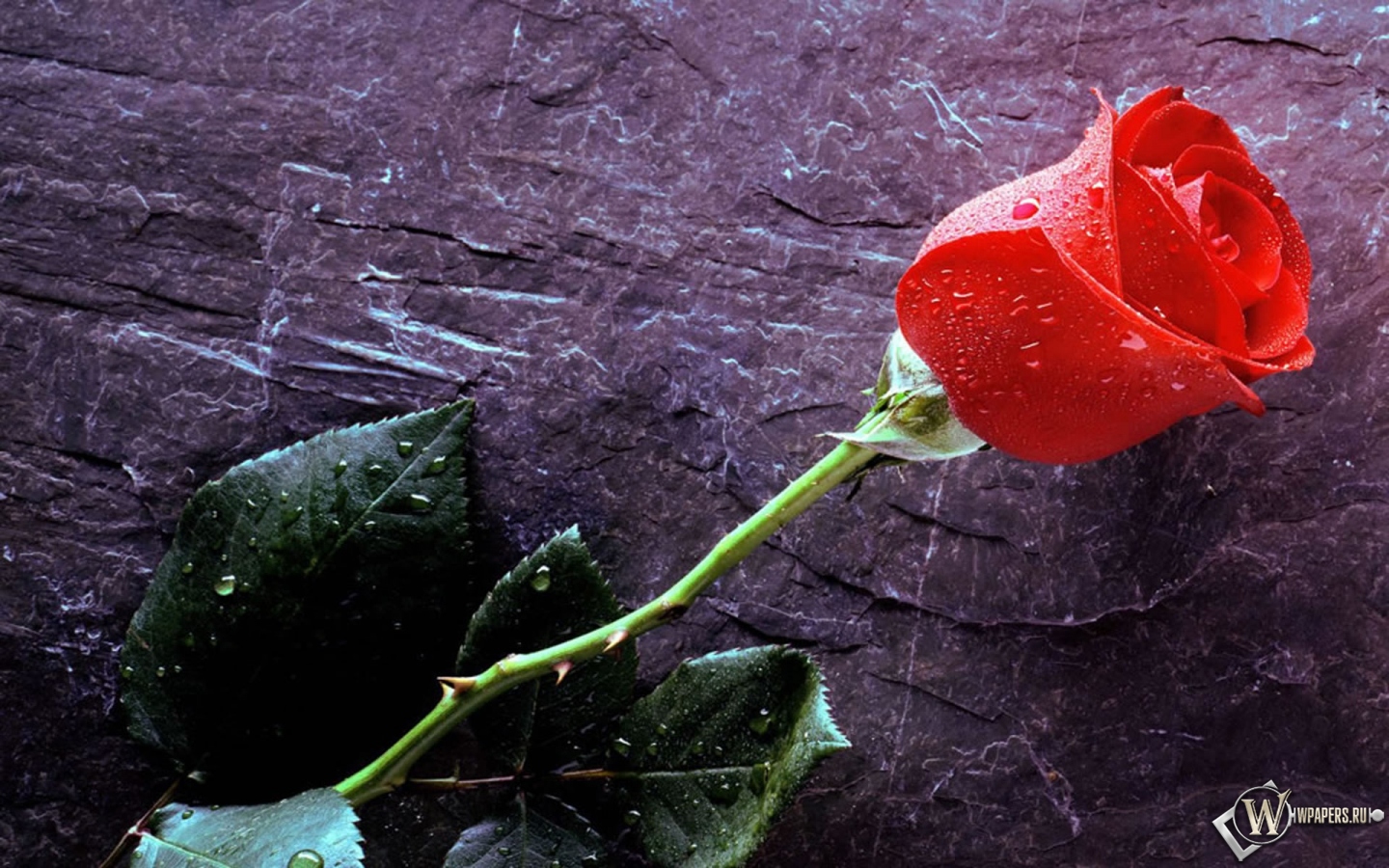 Роза 1440x900