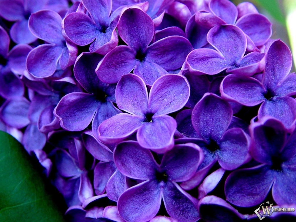 Великолепные фиолетовые цветы  1024x768