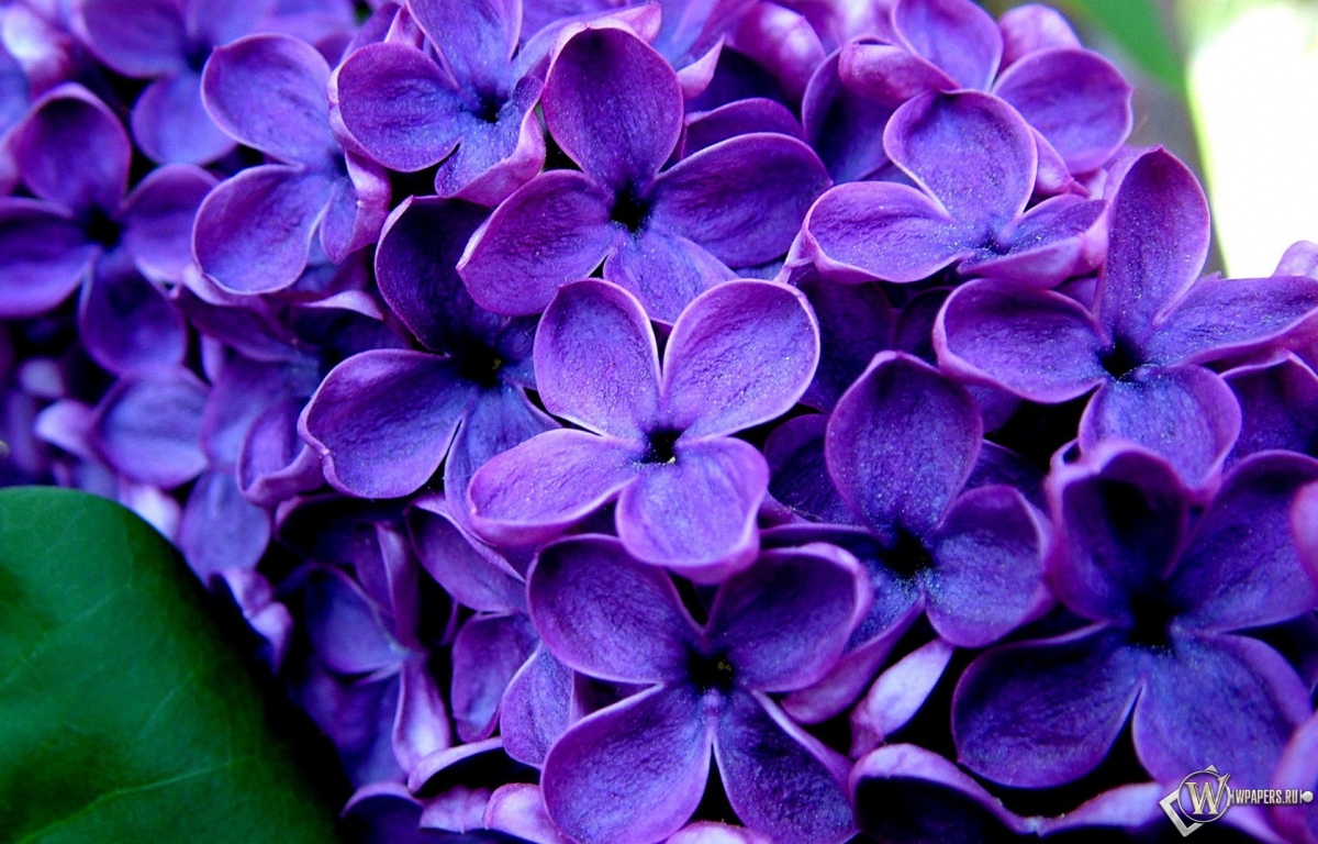 Великолепные фиолетовые цветы  1200x768
