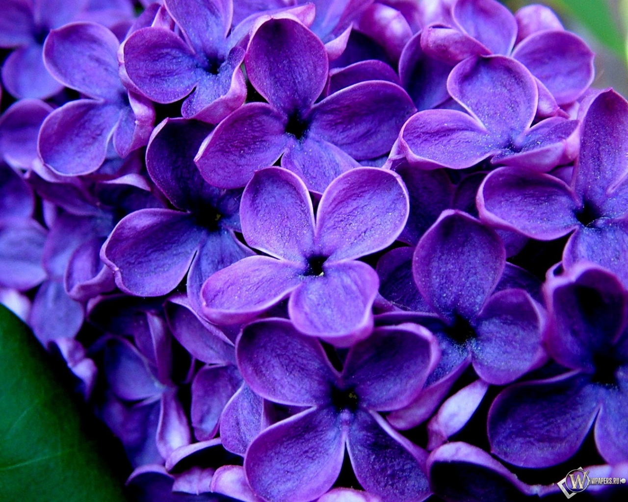 Великолепные фиолетовые цветы  1280x1024