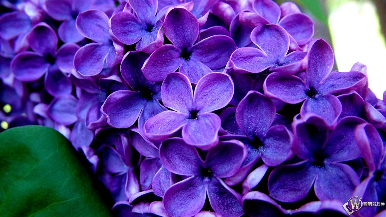 Великолепные фиолетовые цветы  1280x720