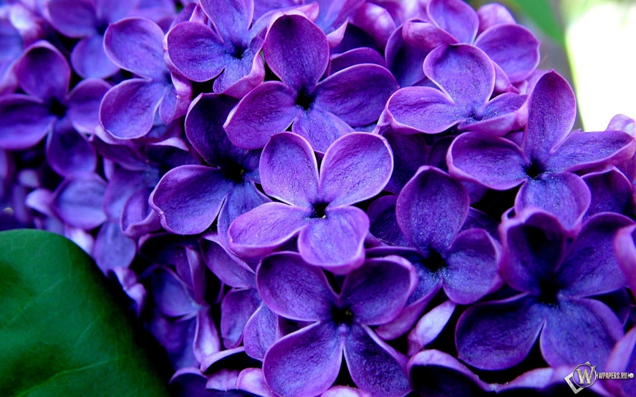 Великолепные фиолетовые цветы  1280x800