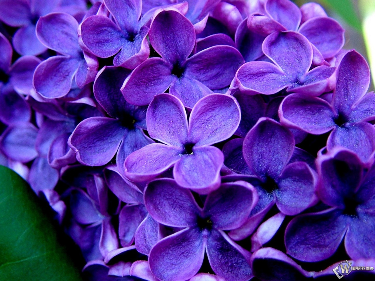 Великолепные фиолетовые цветы  1280x960