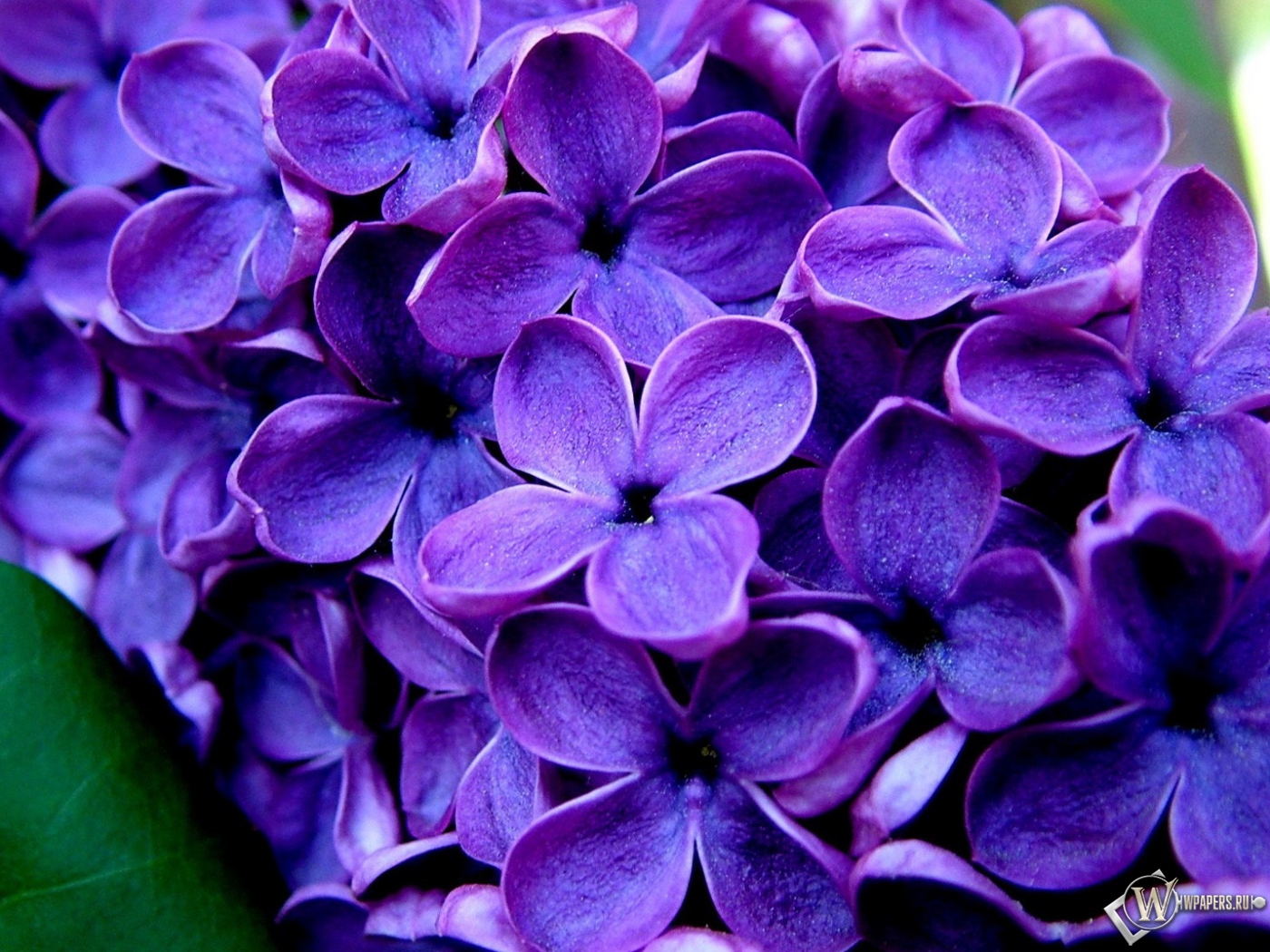 Великолепные фиолетовые цветы  1400x1050