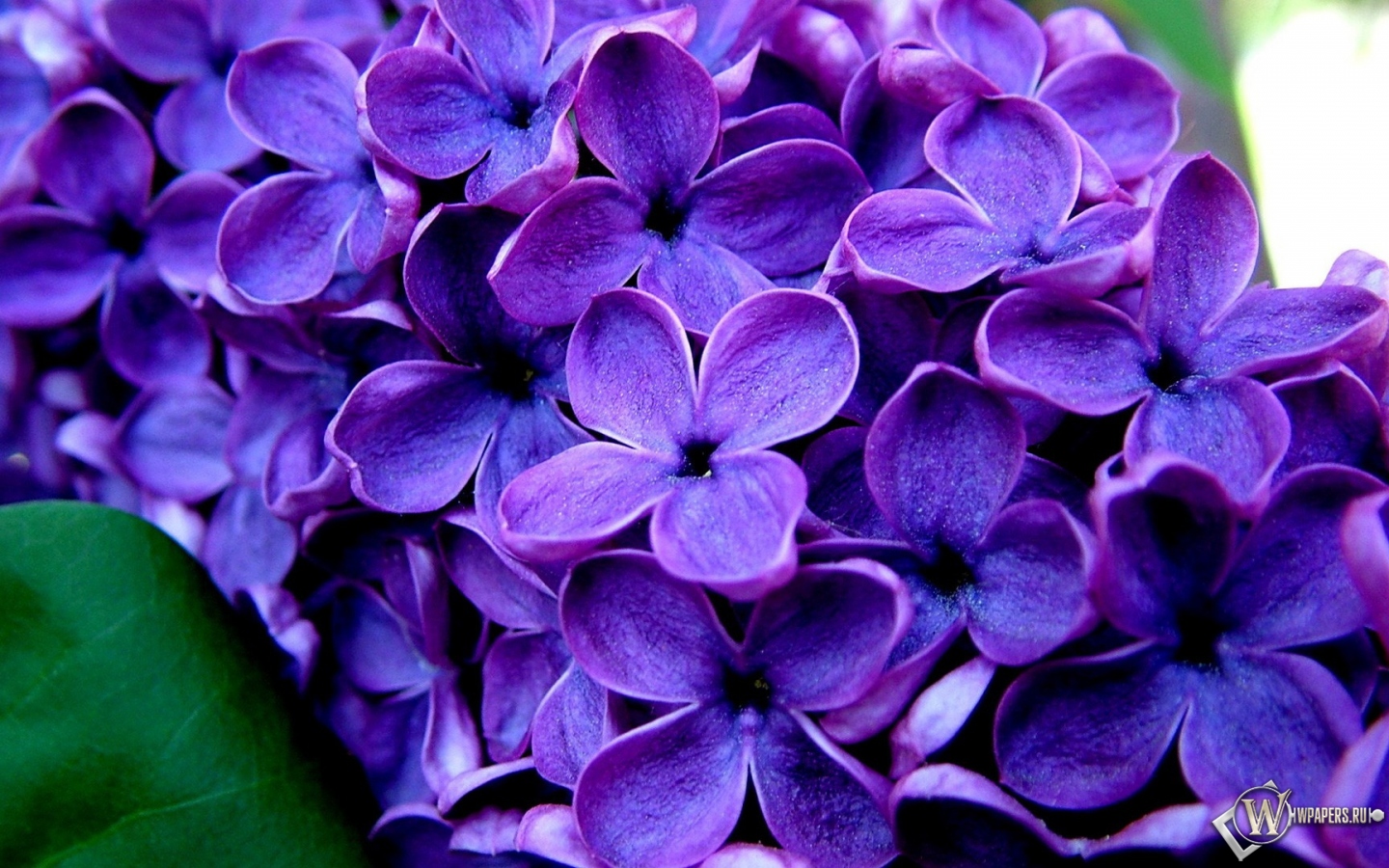 Великолепные фиолетовые цветы  1440x900