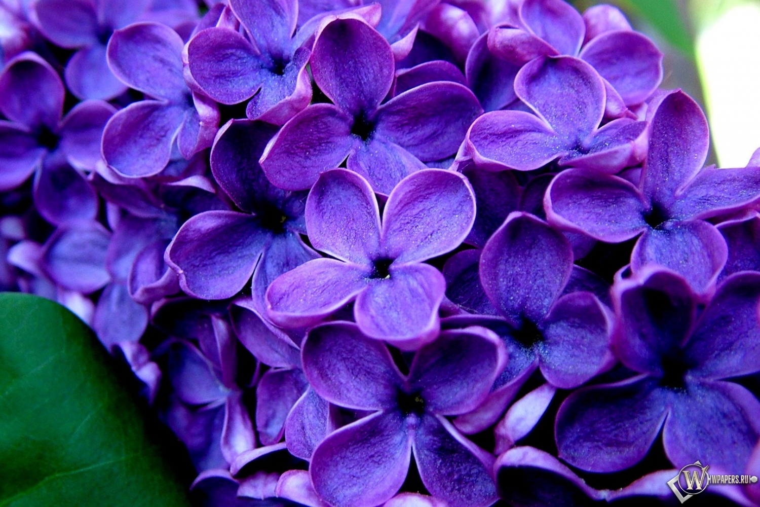 Великолепные фиолетовые цветы  1500x1000