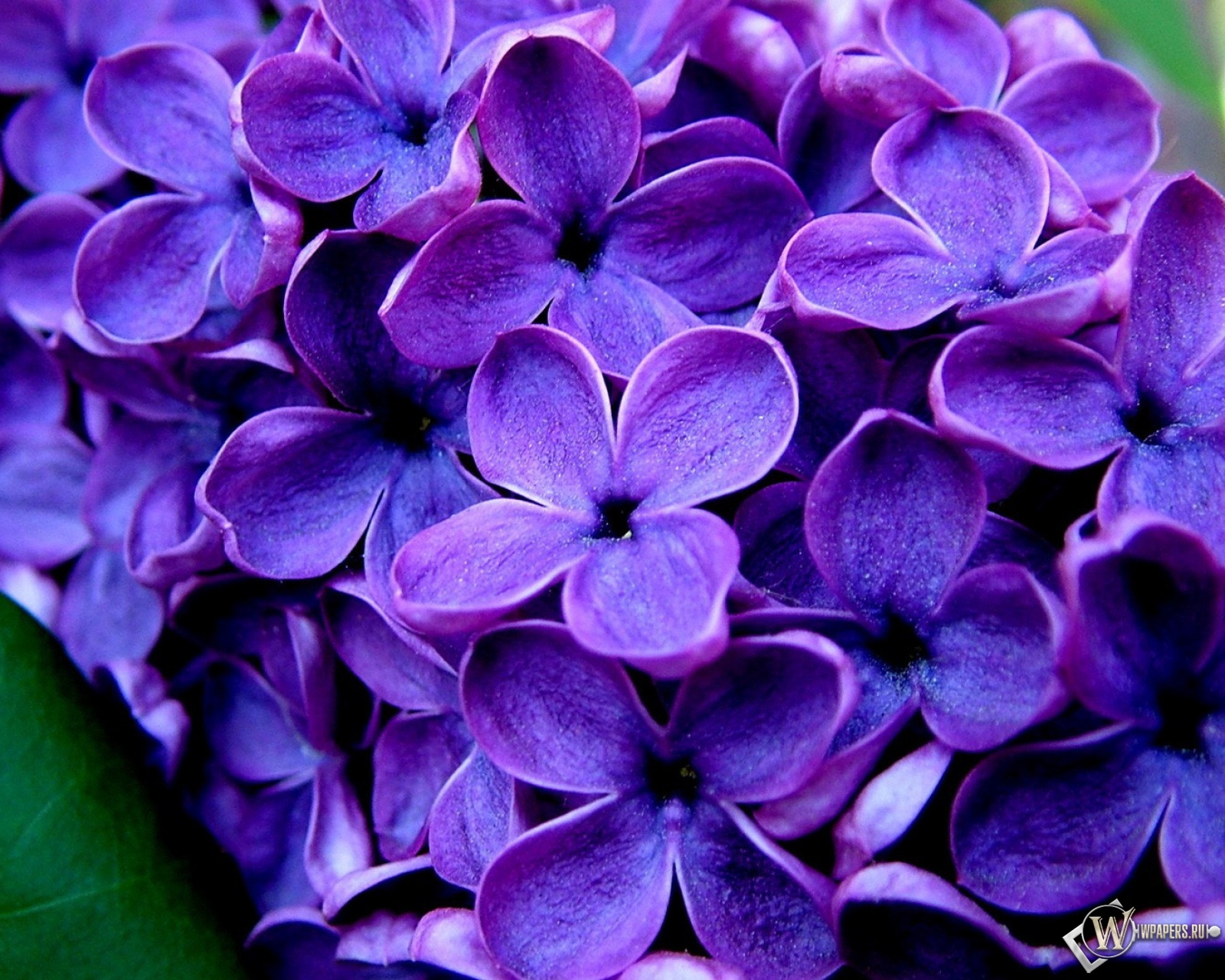 Великолепные фиолетовые цветы  1600x1280