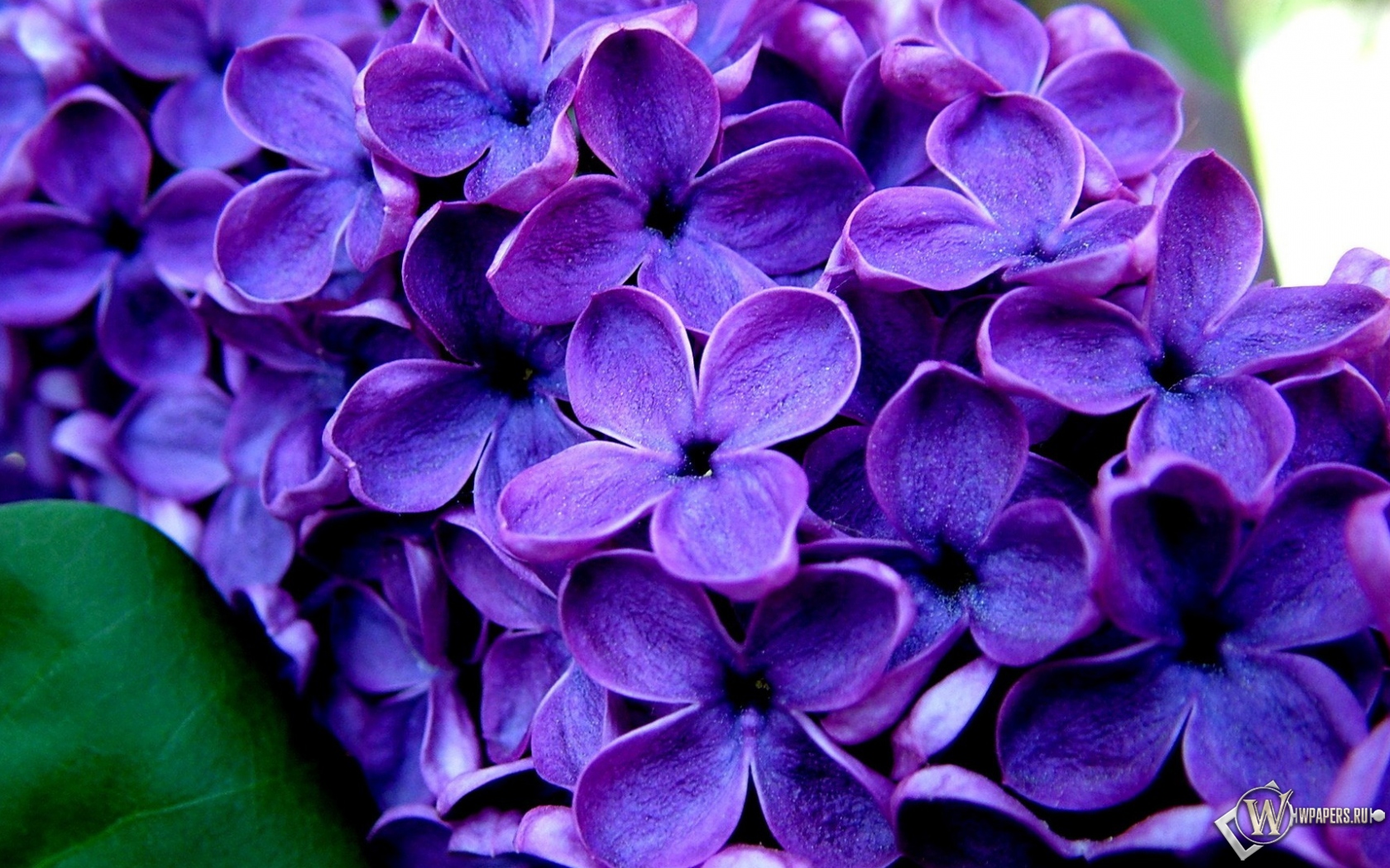 Великолепные фиолетовые цветы  1680x1050