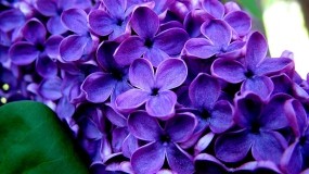 Обои Великолепные фиолетовые цветы : Цветы, Фиолетовый, Цветы
