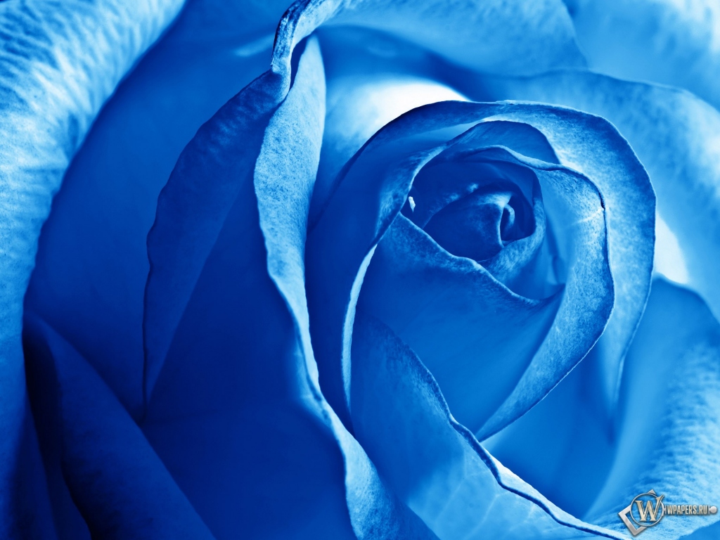 Роза синяя 1024x768