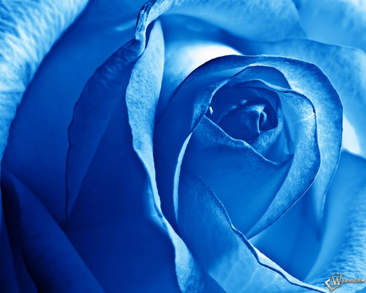 Роза синяя 1280x1024