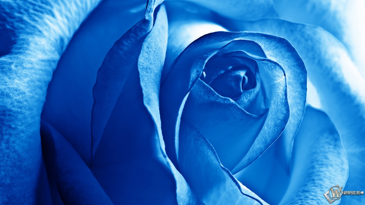 Роза синяя 1280x720