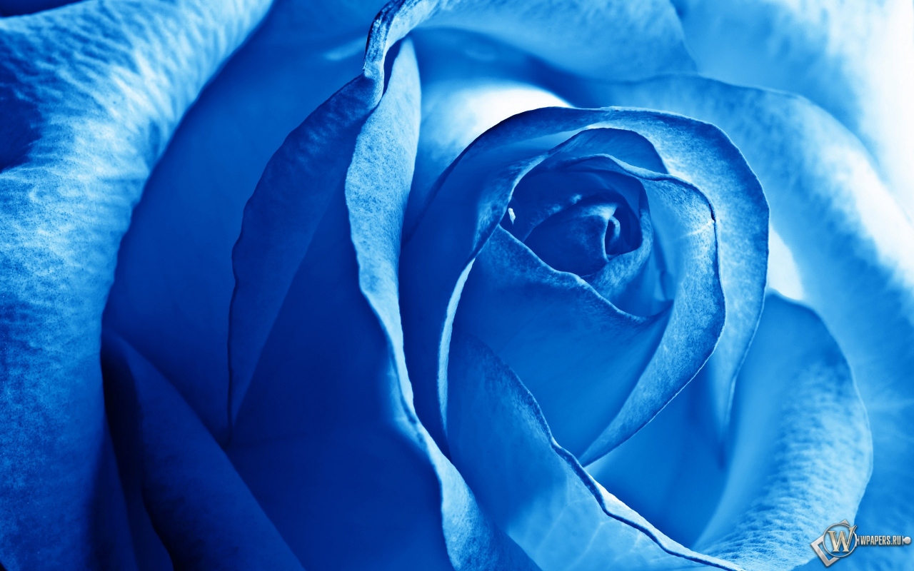 Роза синяя 1280x800