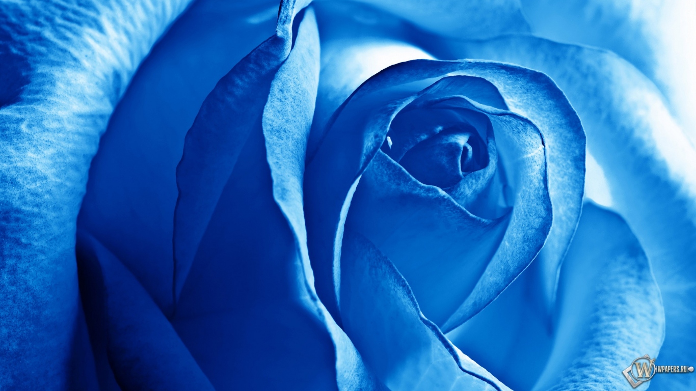 Роза синяя 1366x768