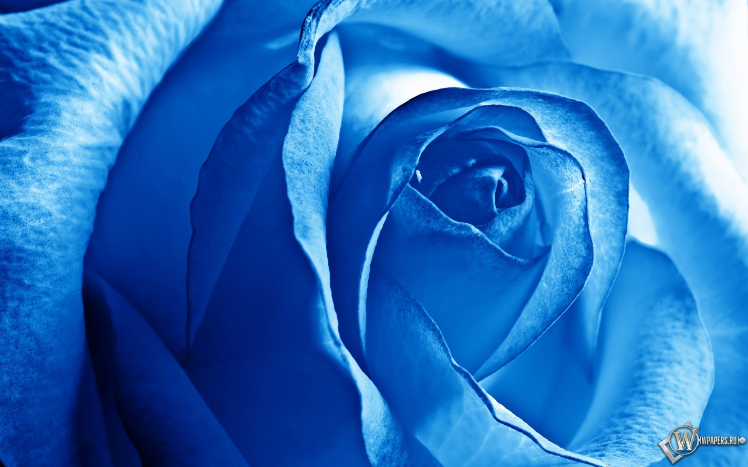 Роза синяя 1536x960
