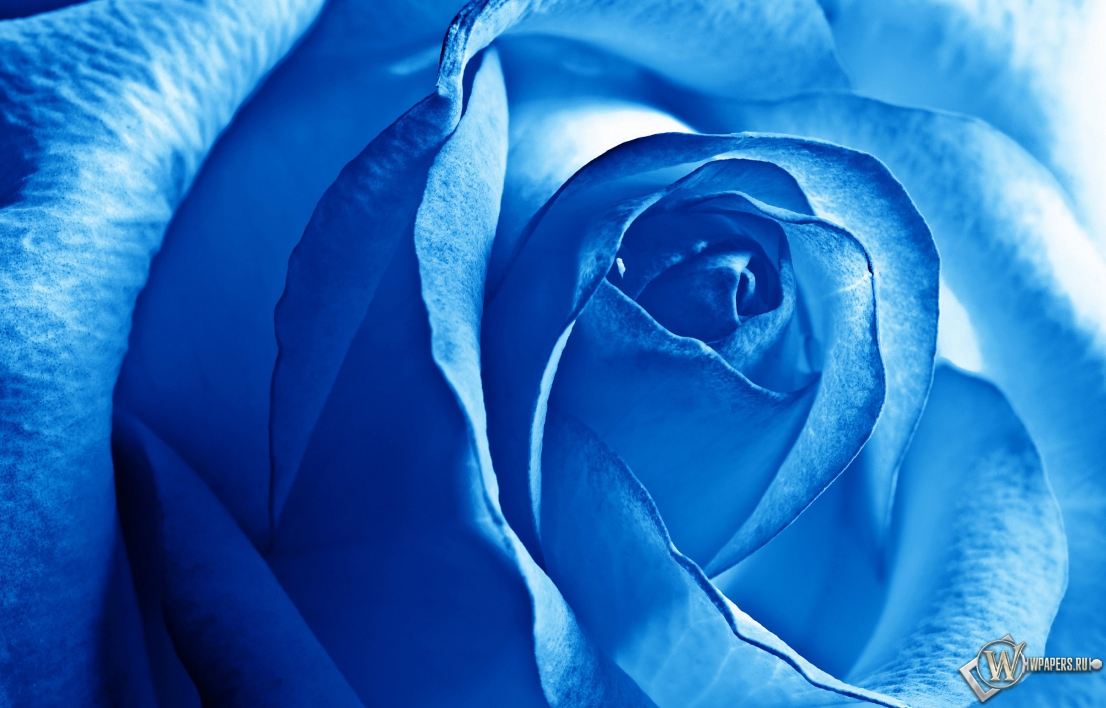 Роза синяя 1600x1024