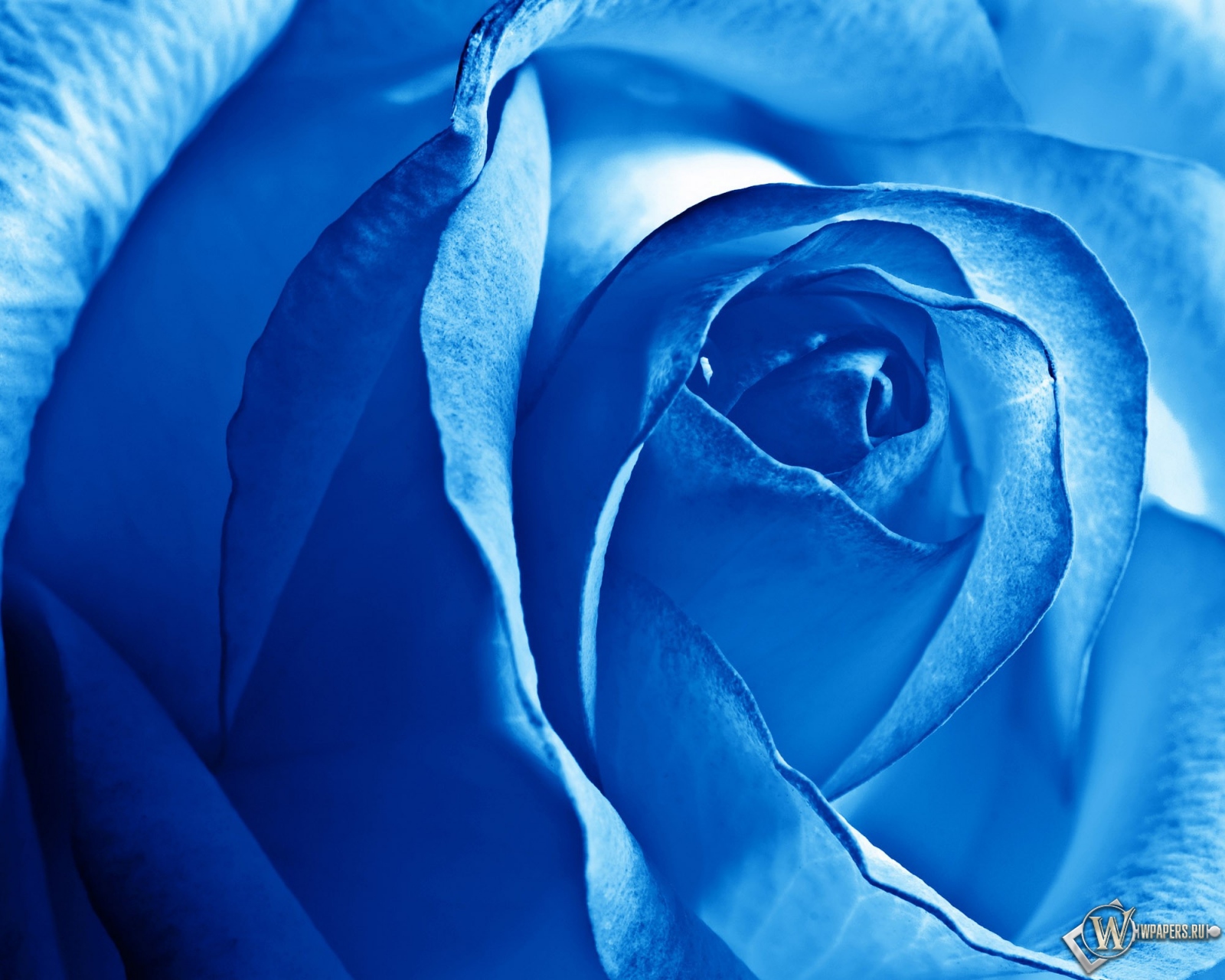 Роза синяя 1600x1280