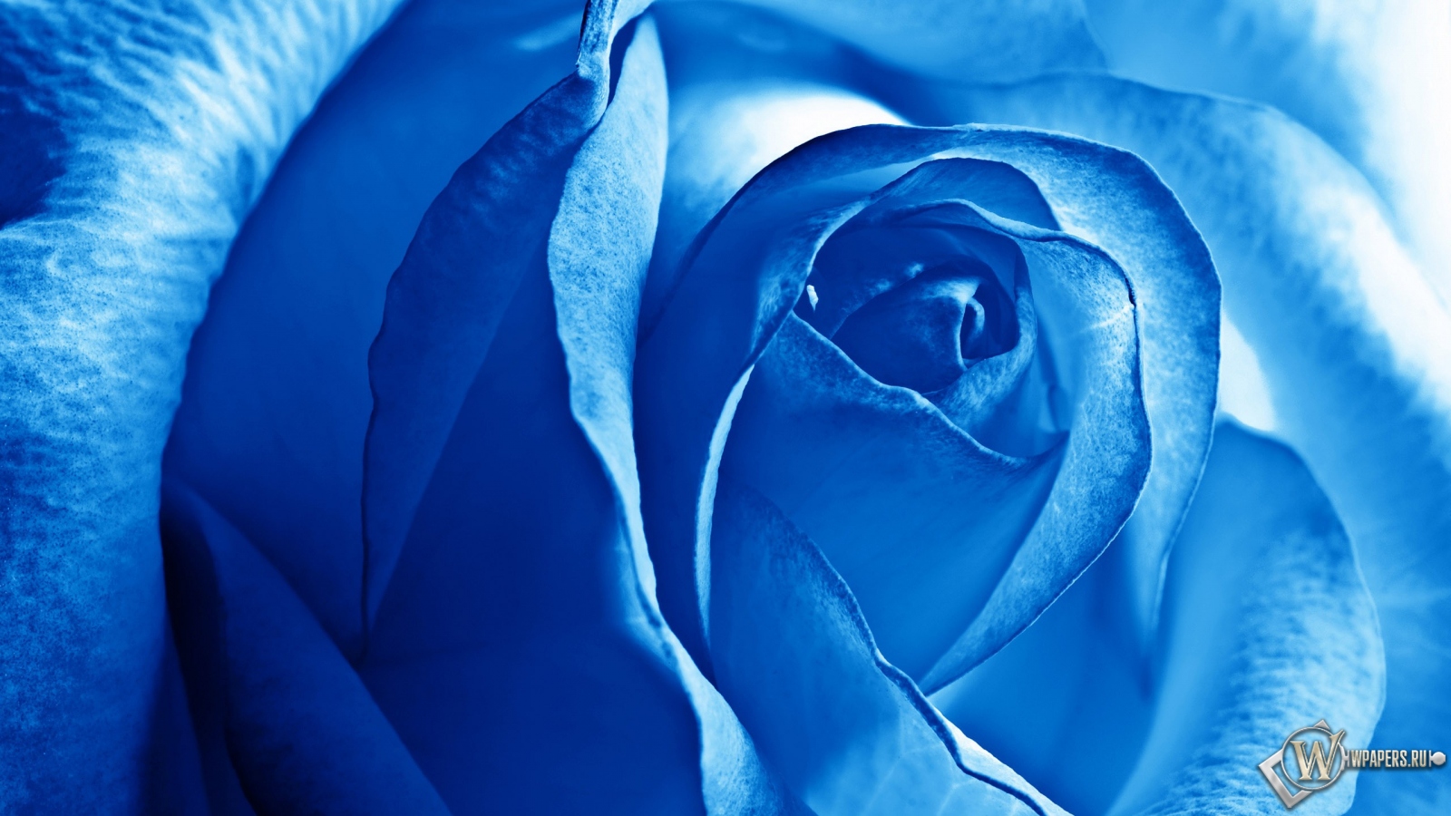 Роза синяя 1600x900