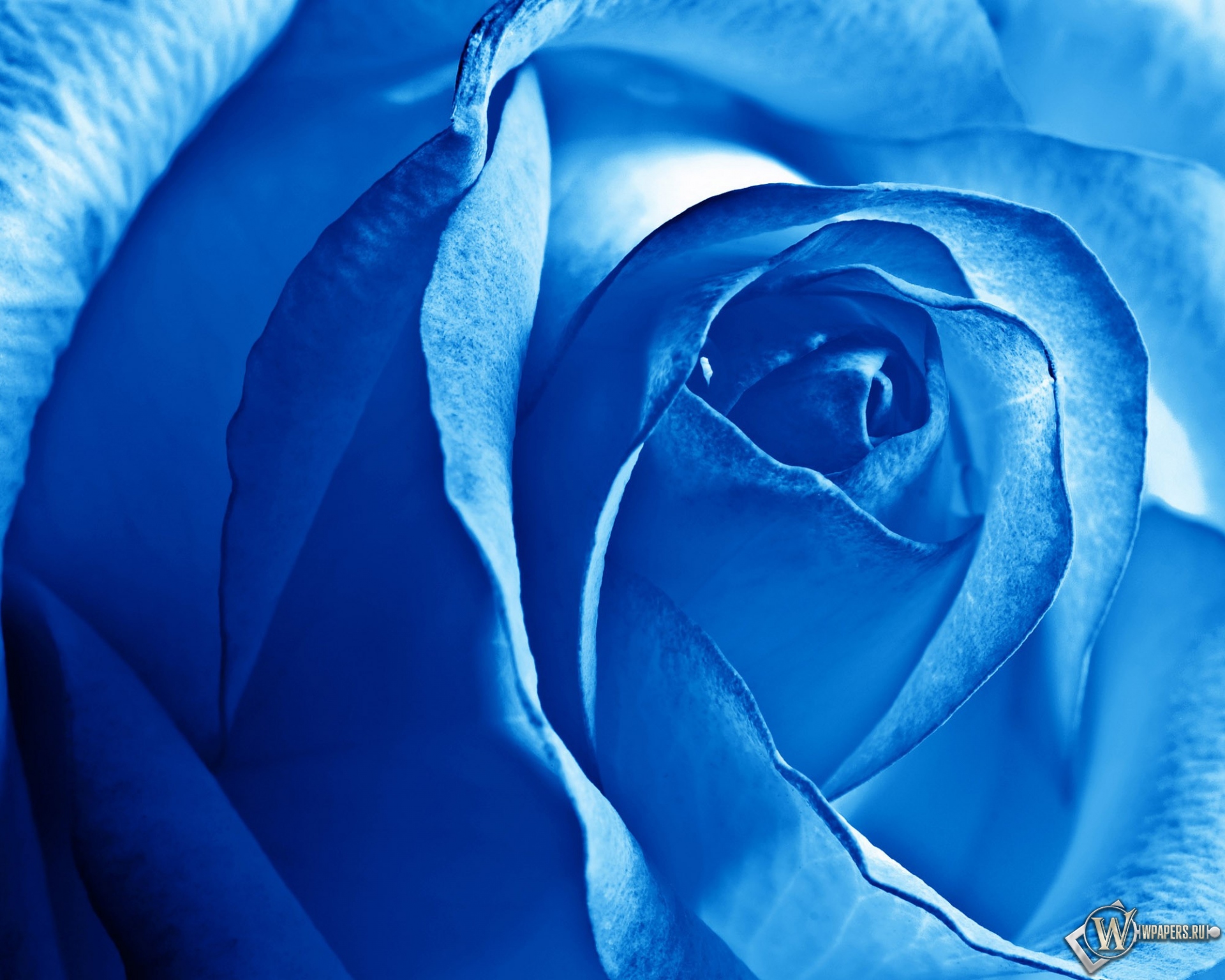 Роза синяя 1920x1536