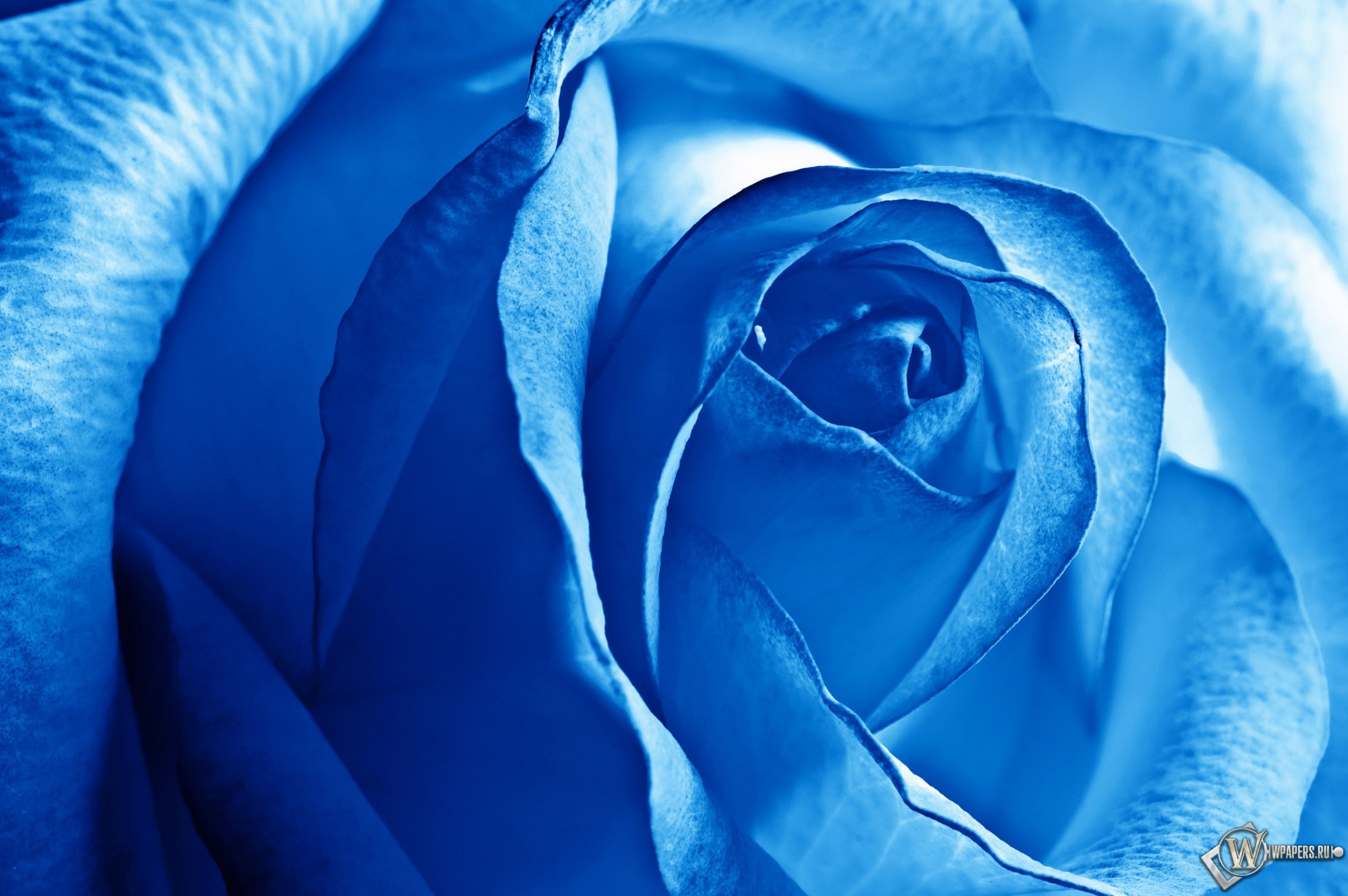 Роза синяя 2300x1530