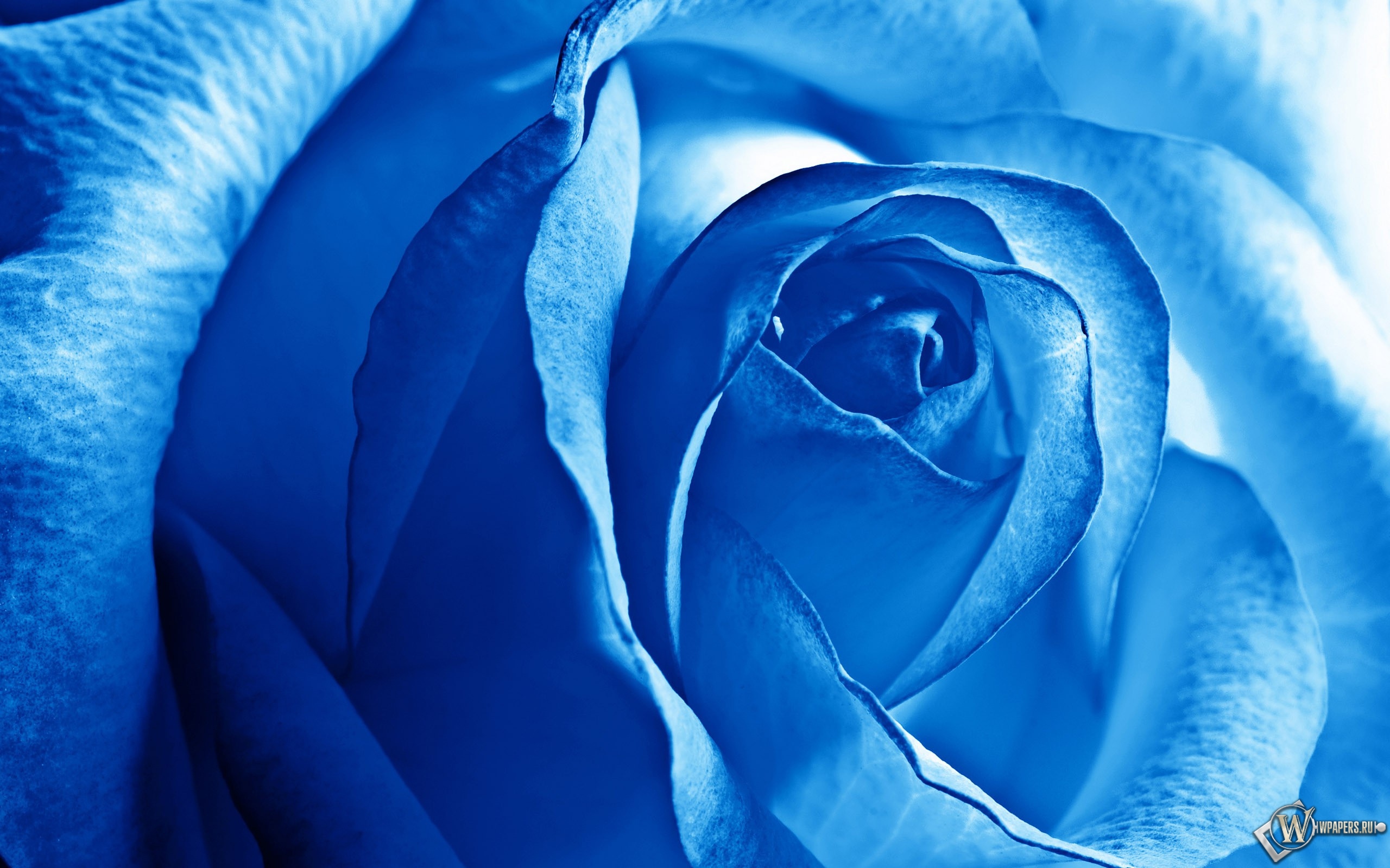 Роза синяя 2560x1600