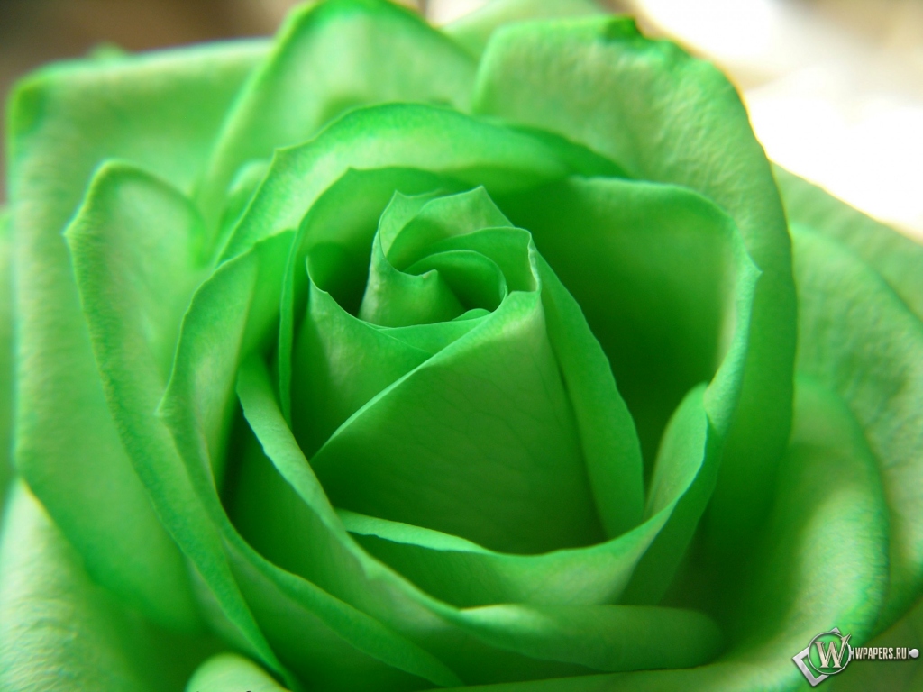 Зелёная роза 1024x768