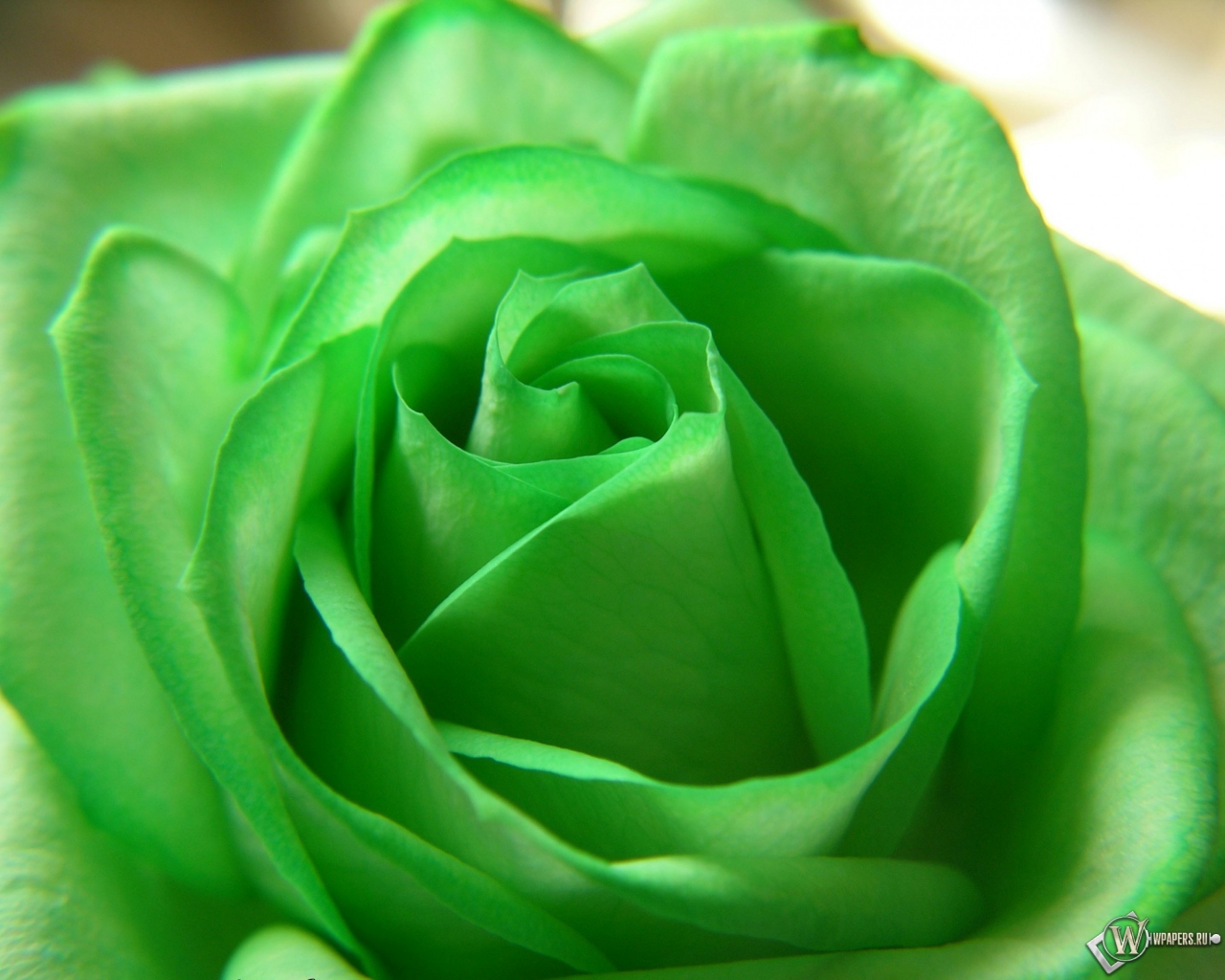 Зелёная роза 1280x1024