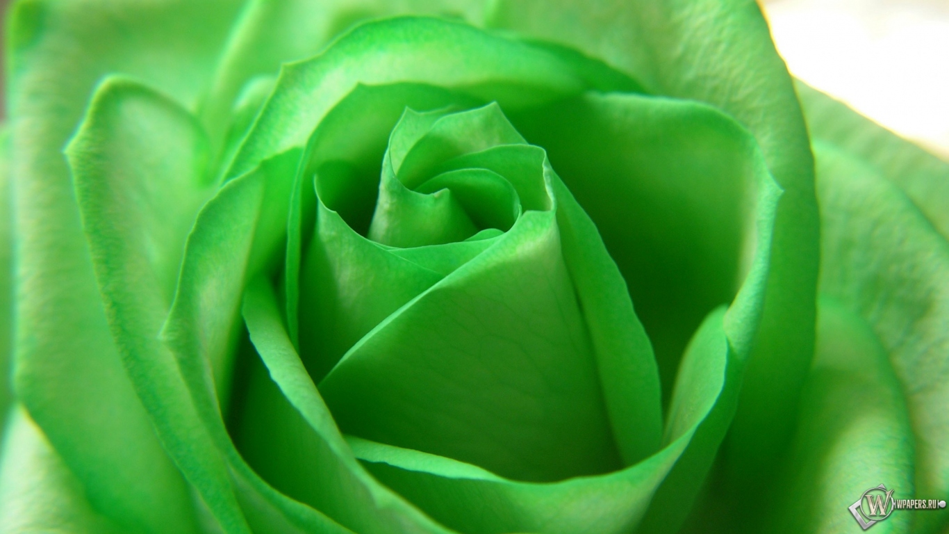 Зелёная роза 1366x768