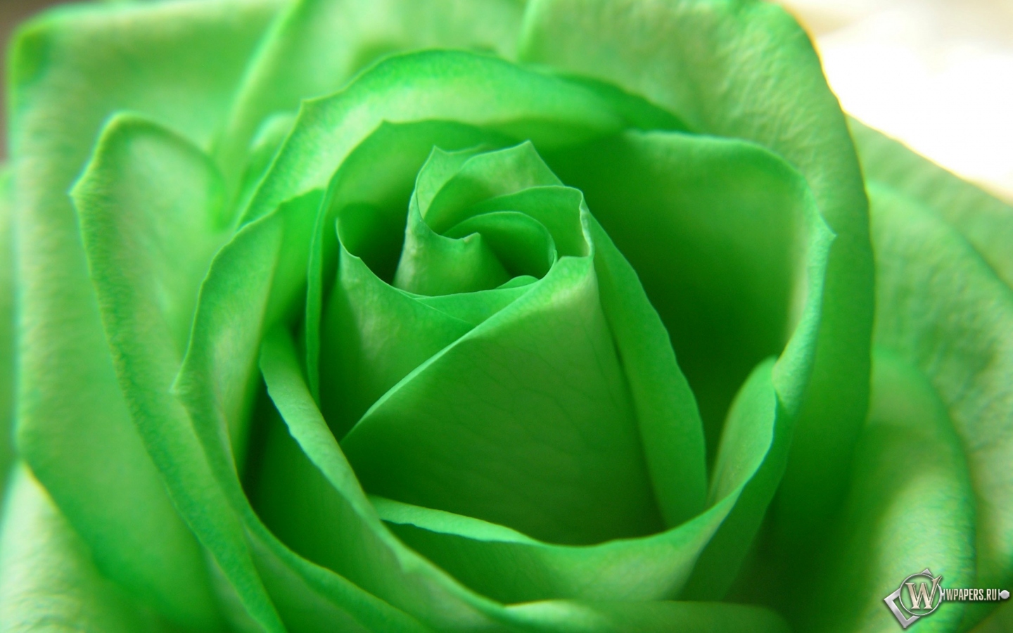 Зелёная роза 1440x900
