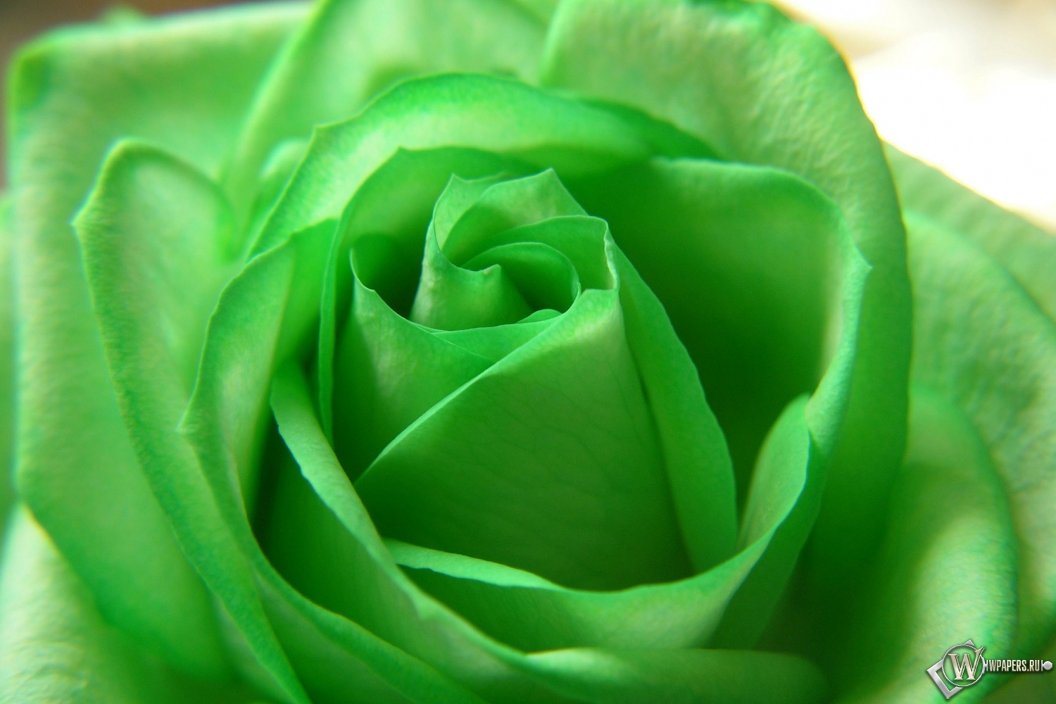 Зелёная роза 1500x1000