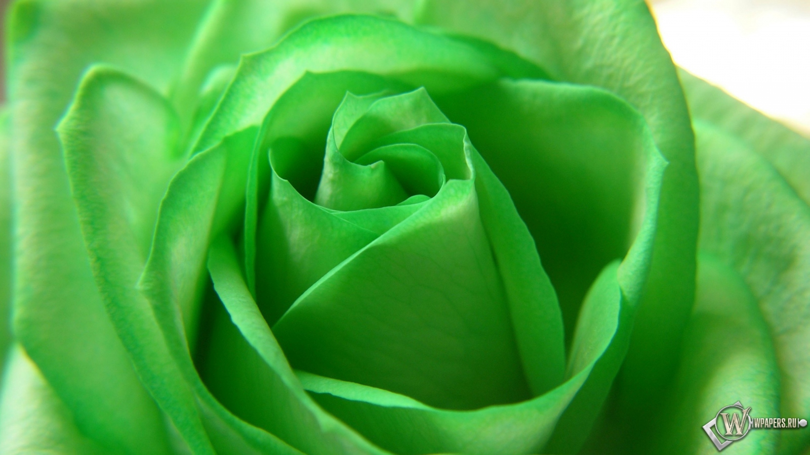 Зелёная роза 1600x900