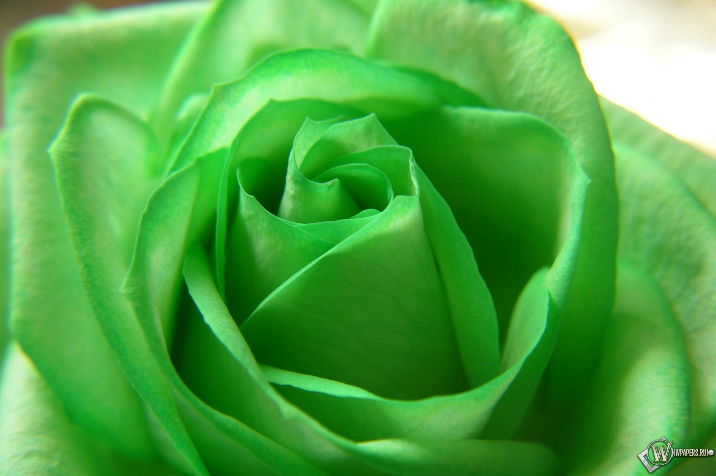 Зелёная роза 2300x1530