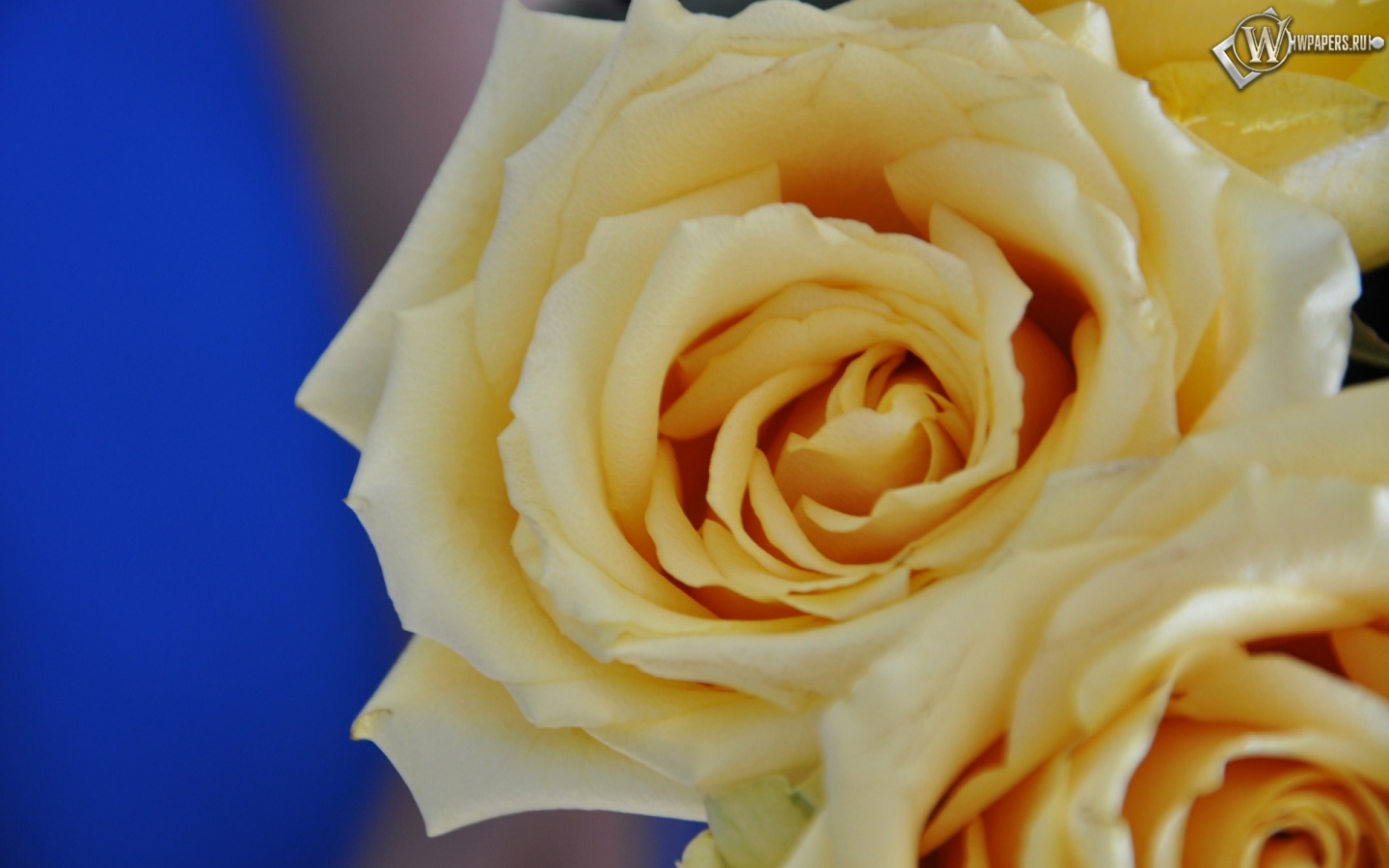 Желтые розы 1440x900