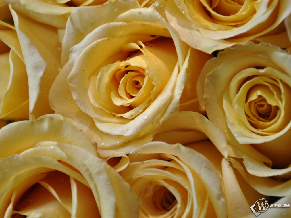 Желтые розы 1024x768