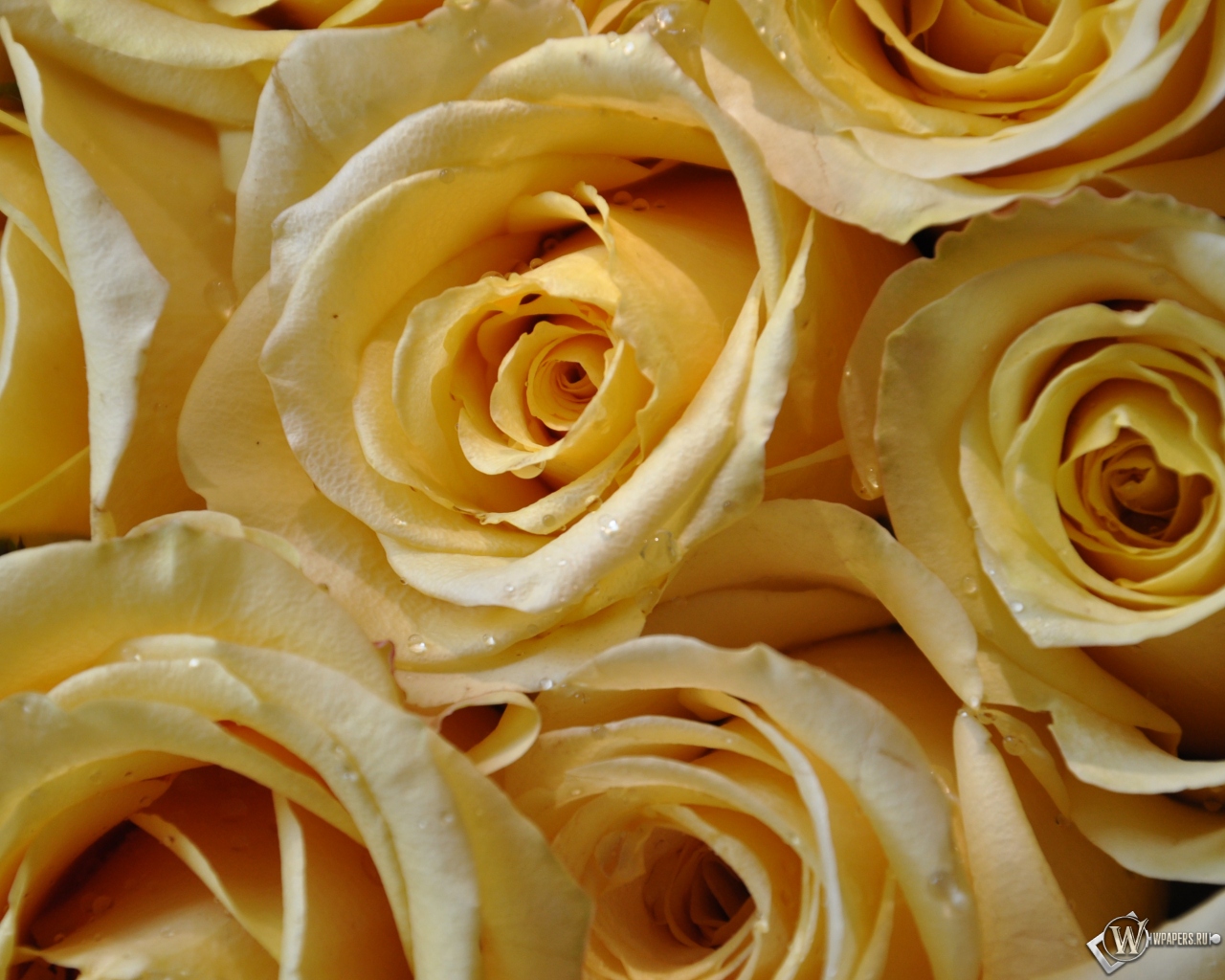 Желтые розы 1280x1024