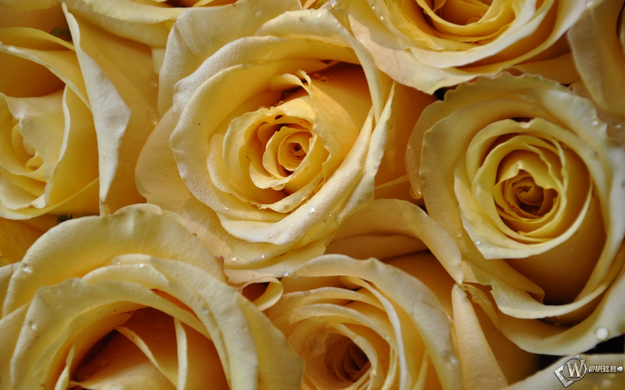 Желтые розы 1280x800