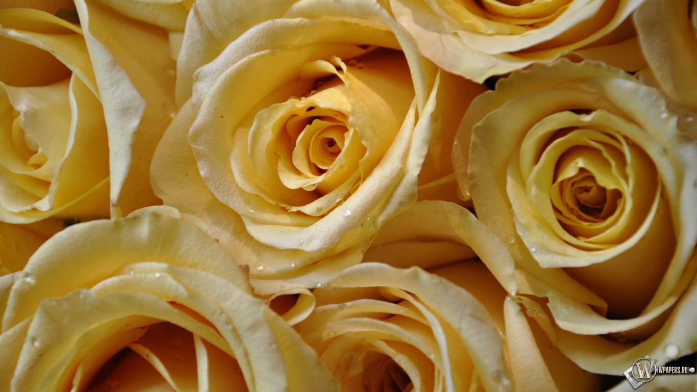 Желтые розы 1366x768