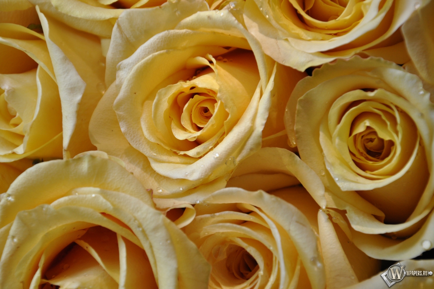 Желтые розы 1500x1000