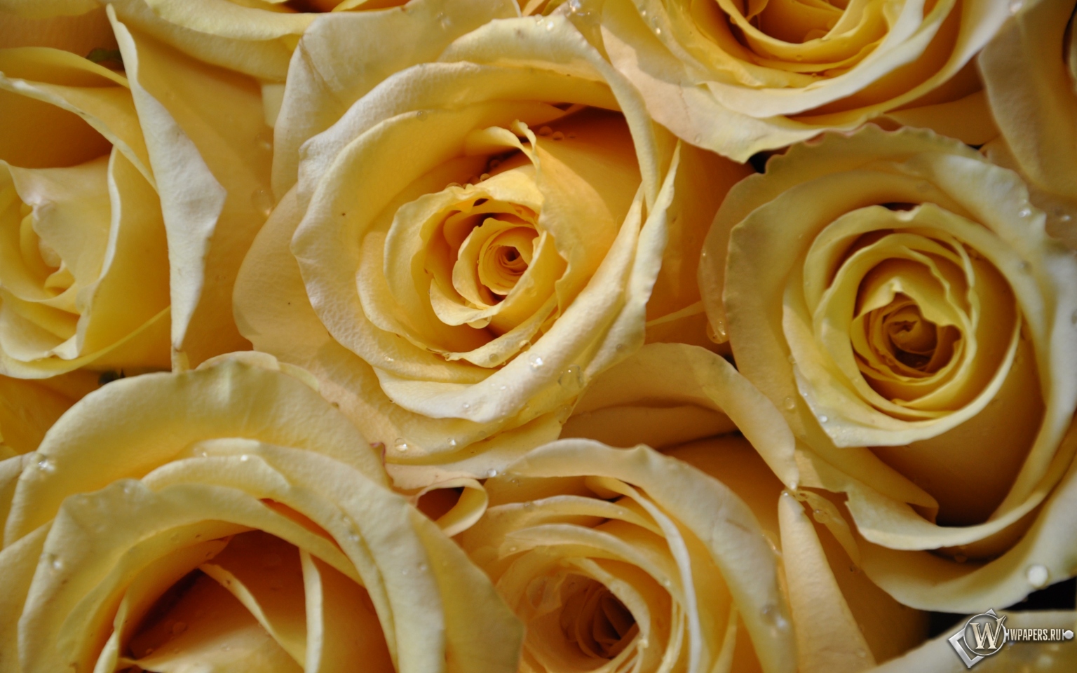 Желтые розы 1536x960