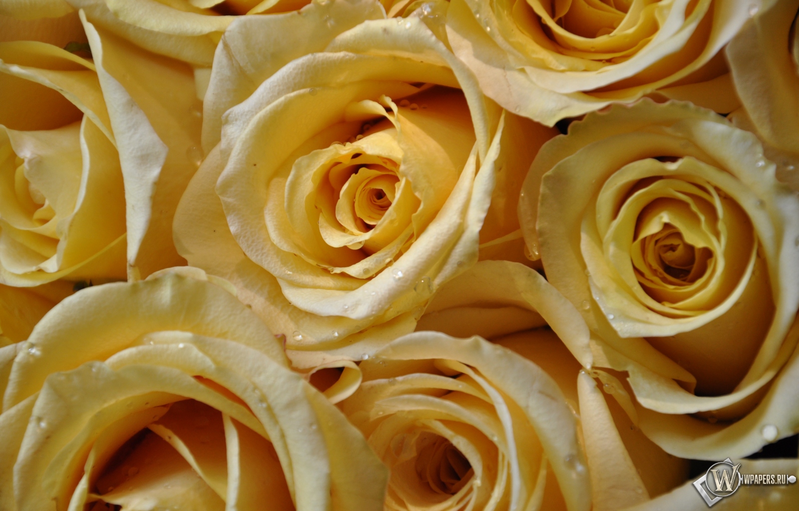Желтые розы 1600x1024