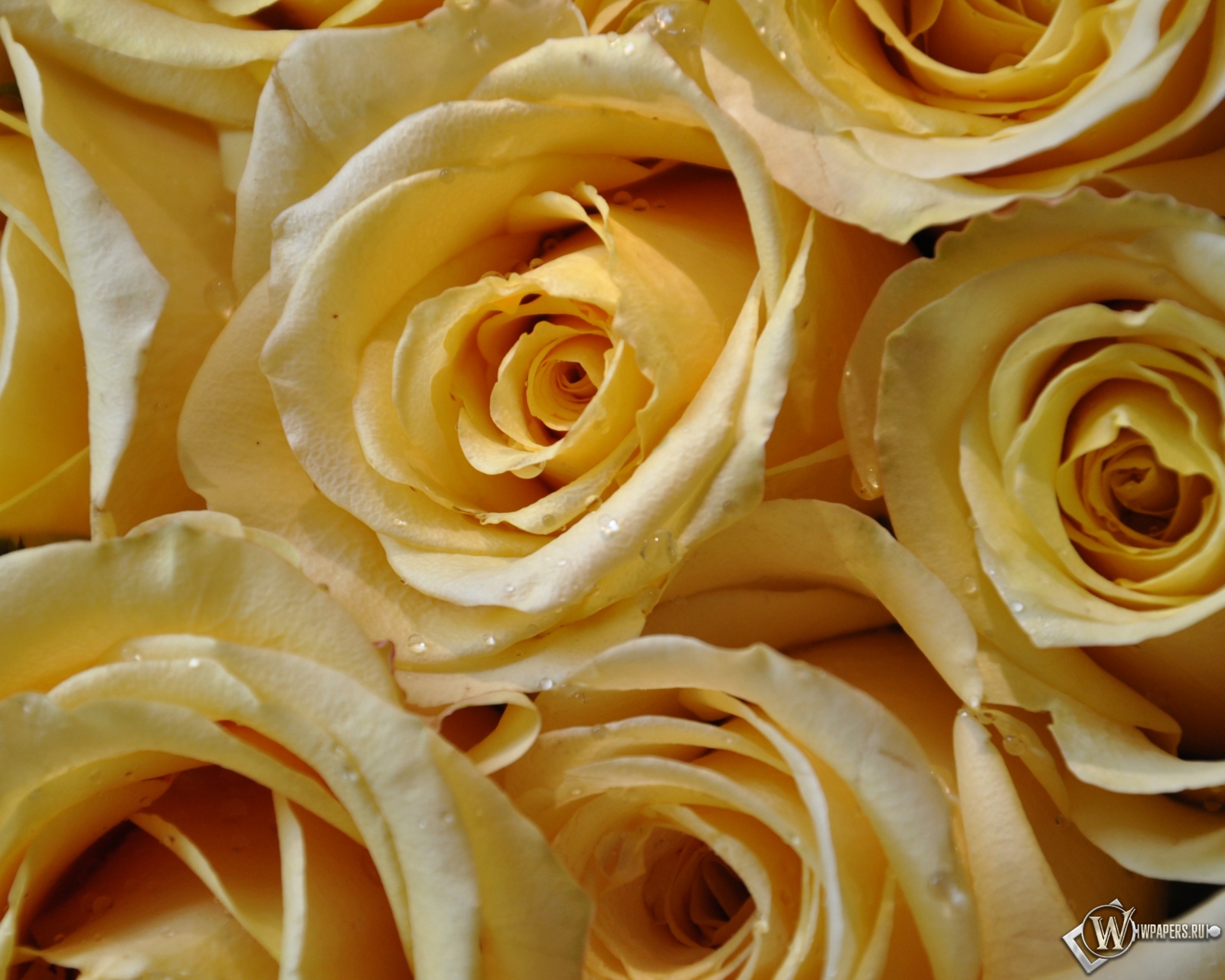 Желтые розы 1600x1280