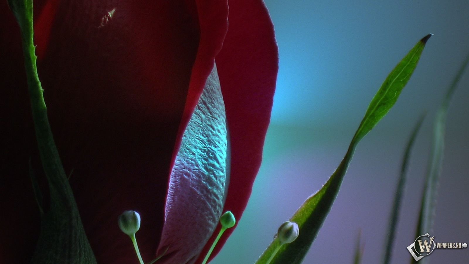Красная роза 1600x900
