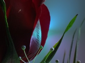 Обои Красная роза: Роза, Лепестки, Красный, Цветы