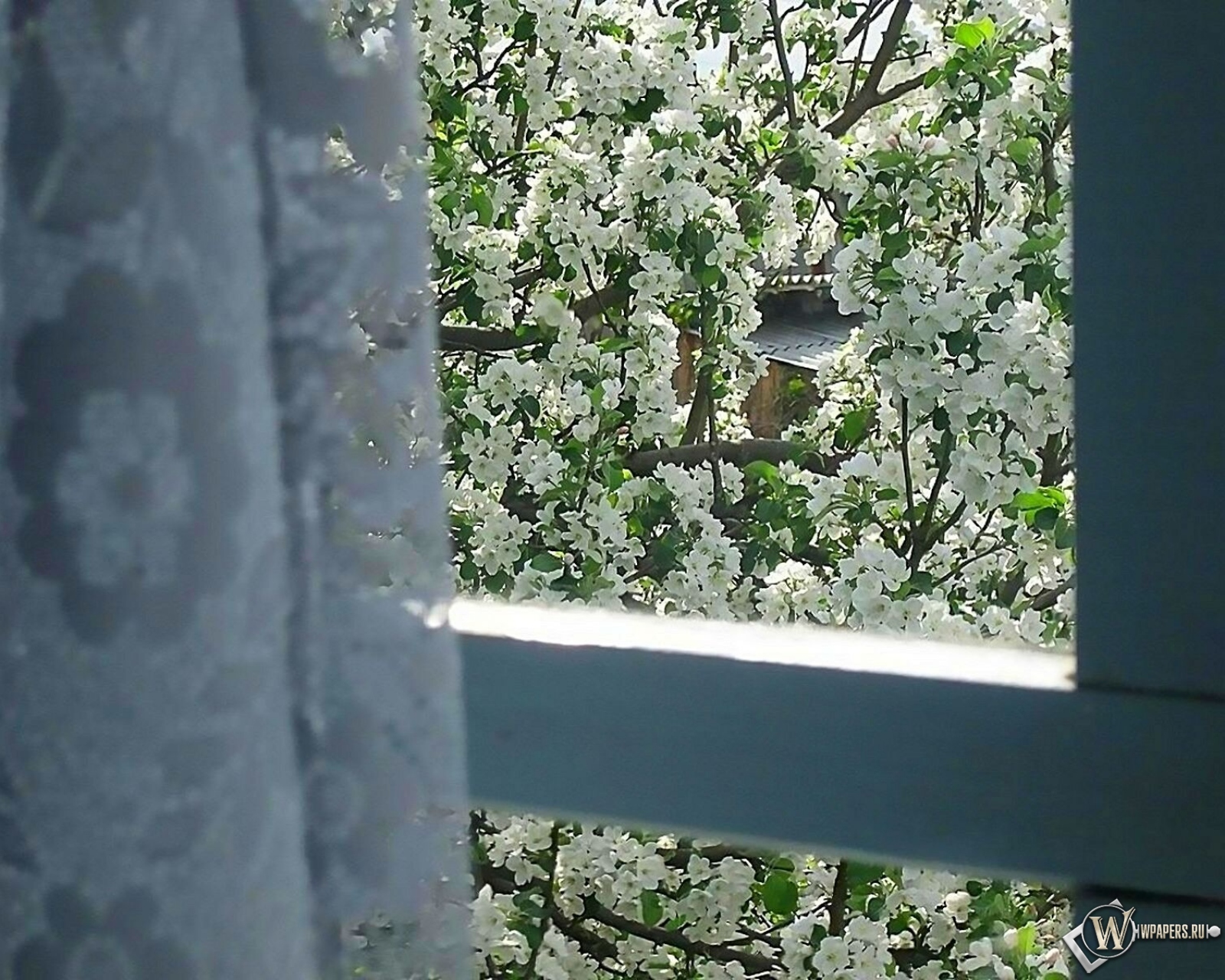 Ветка стучит в окно. Весеннее окно. Цветущая яблоня в окне. Окно в весенний сад.