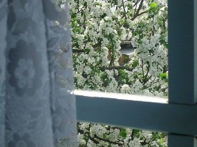 Обои Яблоня за окном: Окно, Весна, Яблоня, Цветы