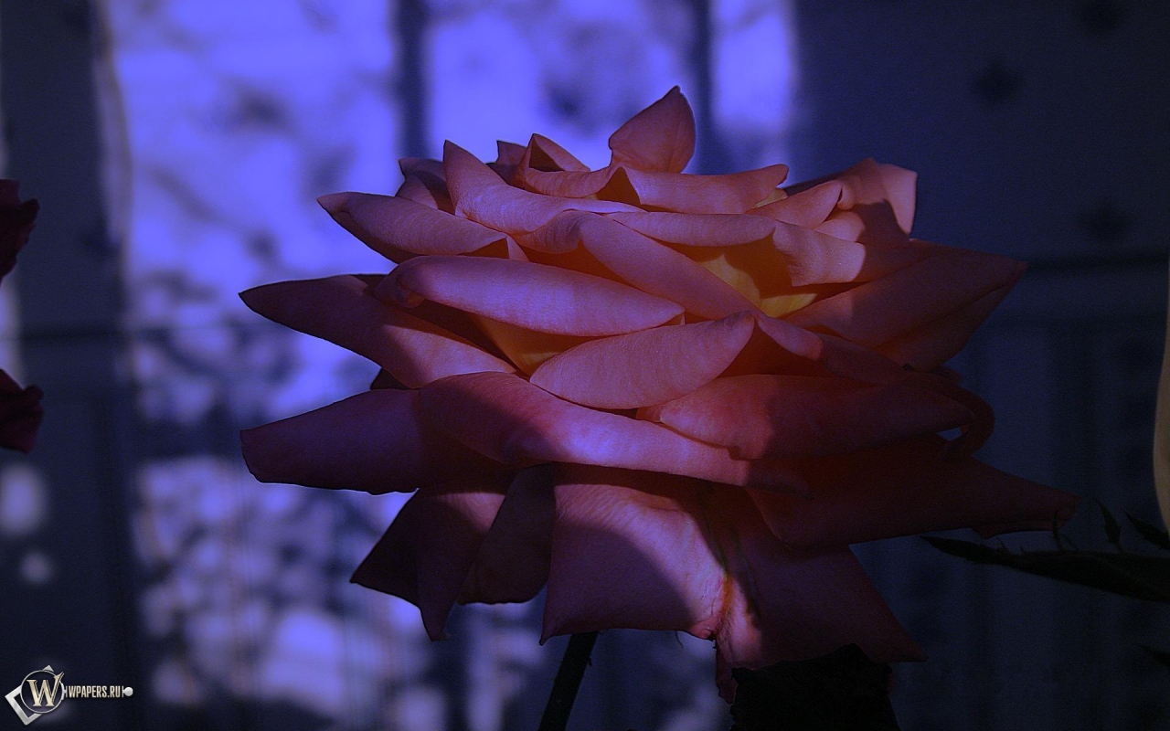 Сумеречная роза 1280x800