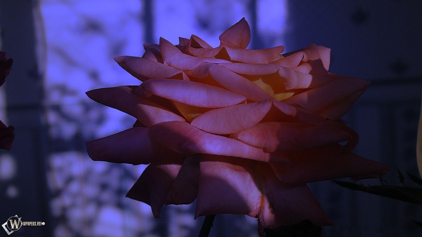 Сумеречная роза 1366x768