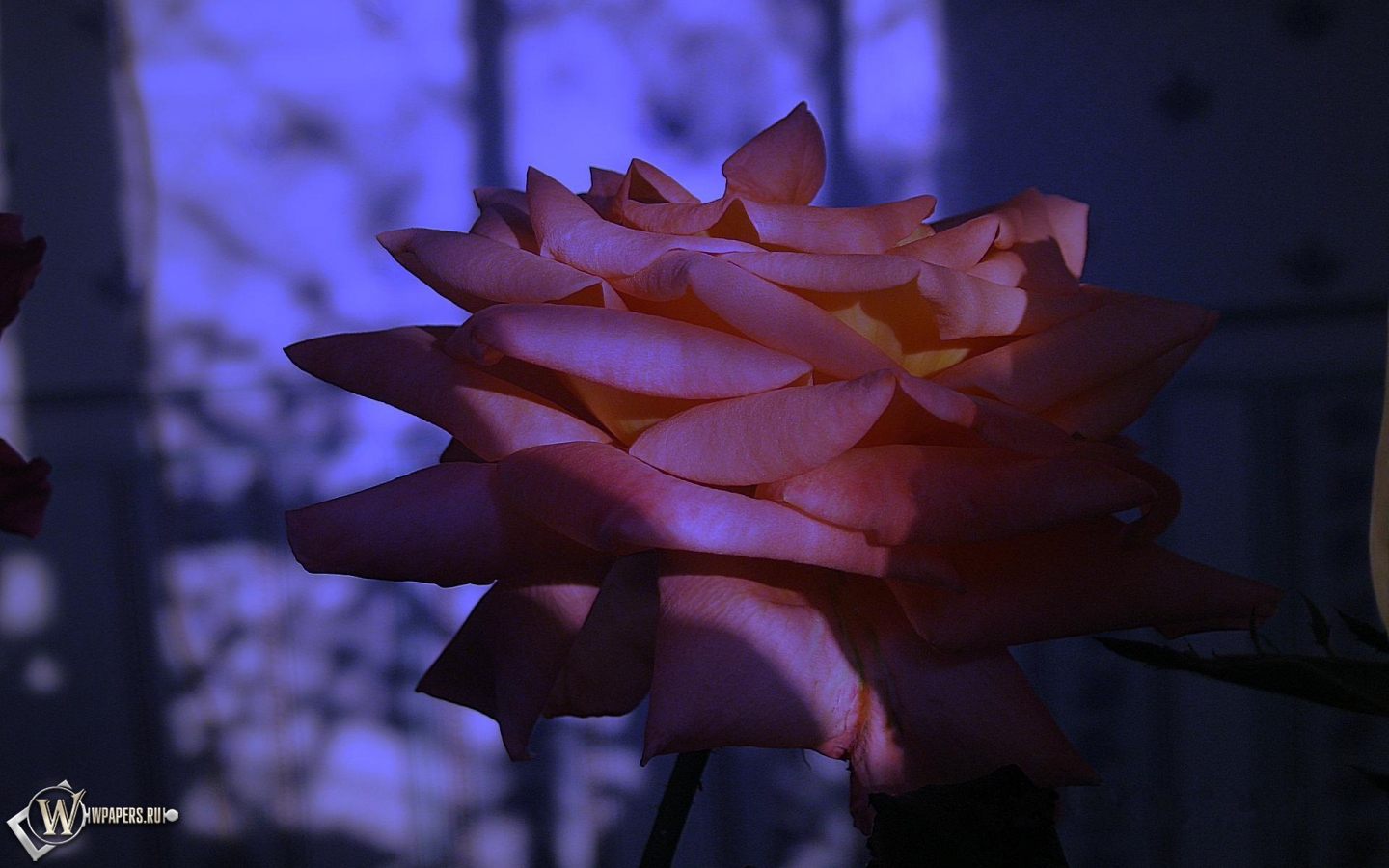 Сумеречная роза 1440x900